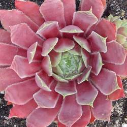 Sempervivum - Dachwurz - Hauswurz